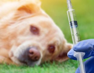 Rabies Vaccine - Touchwood Pharmacy