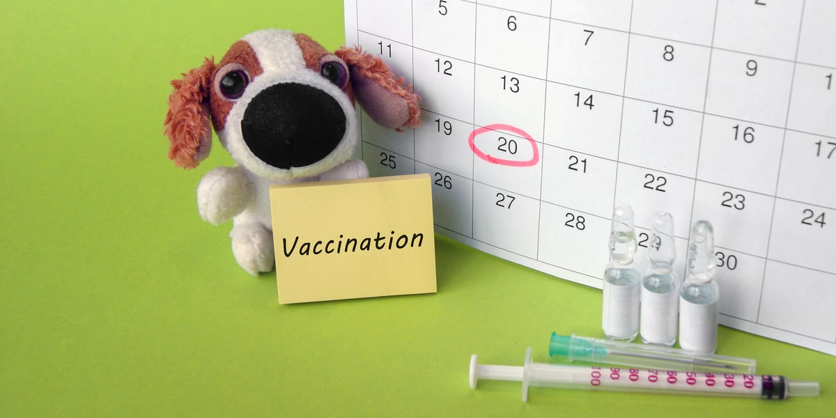 How_Long_Does_the_Rabies_Vaccine_Keep_you_Immune
