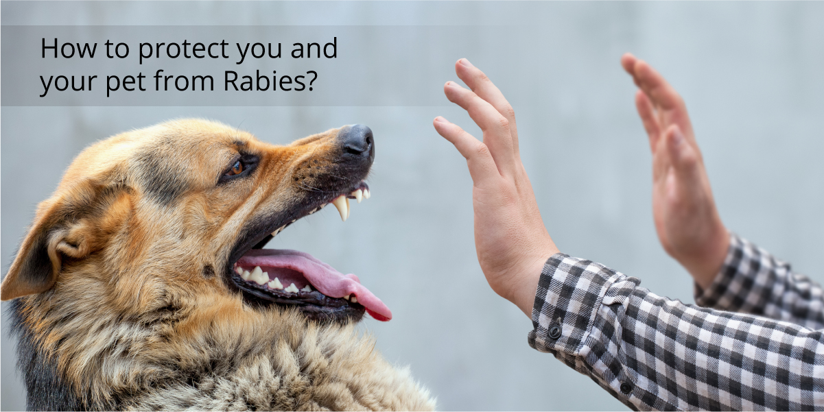How_to_protect_you_and_your_pet_from_Rabies