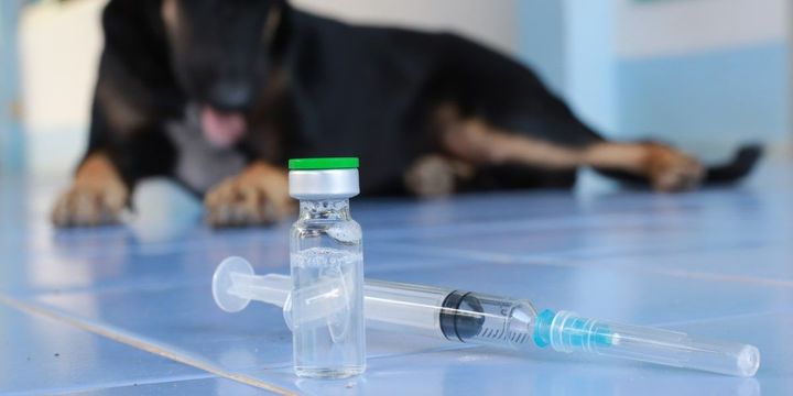 Rabies Vaccine Who Should Get It and How it Works