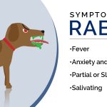 symptoms of rabies