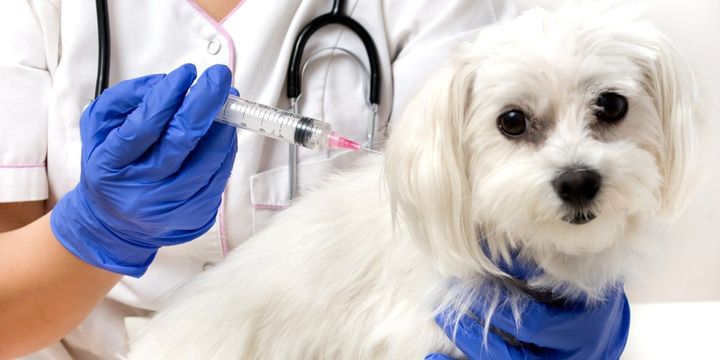 Why are Rabies Vaccinations Important for Pet Travel