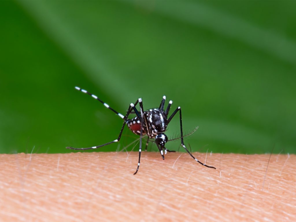 Japanese-Encephalitis