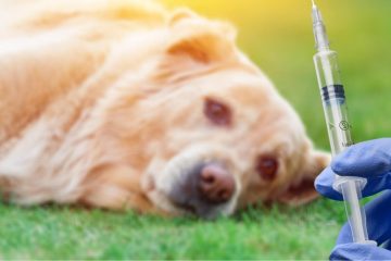 Vaccination Rabies