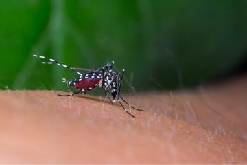 Japanese Encephalitis Vaccination