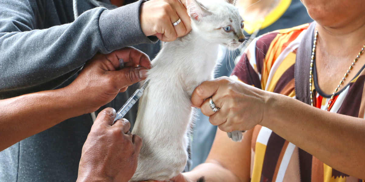 What are the Signs and Symptoms of Rabies