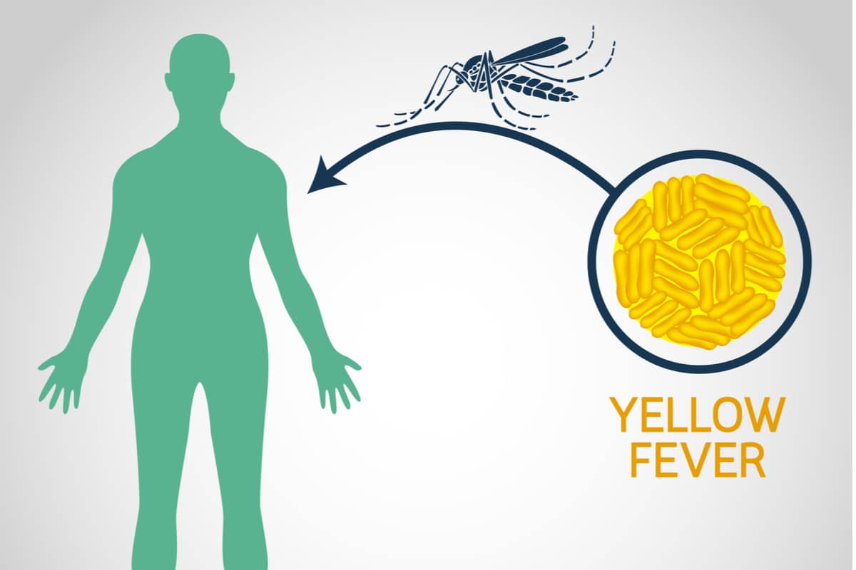 What are the Benefits of Yellow Fever Vaccination_