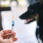 Rabies Prophylaxis - Touchwood Pharmacy