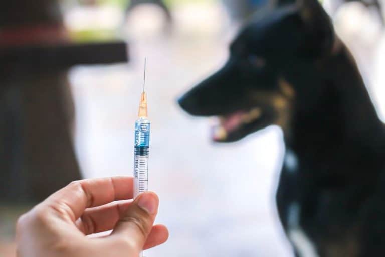 Rabies PostExposure Prophylaxis...What is it?