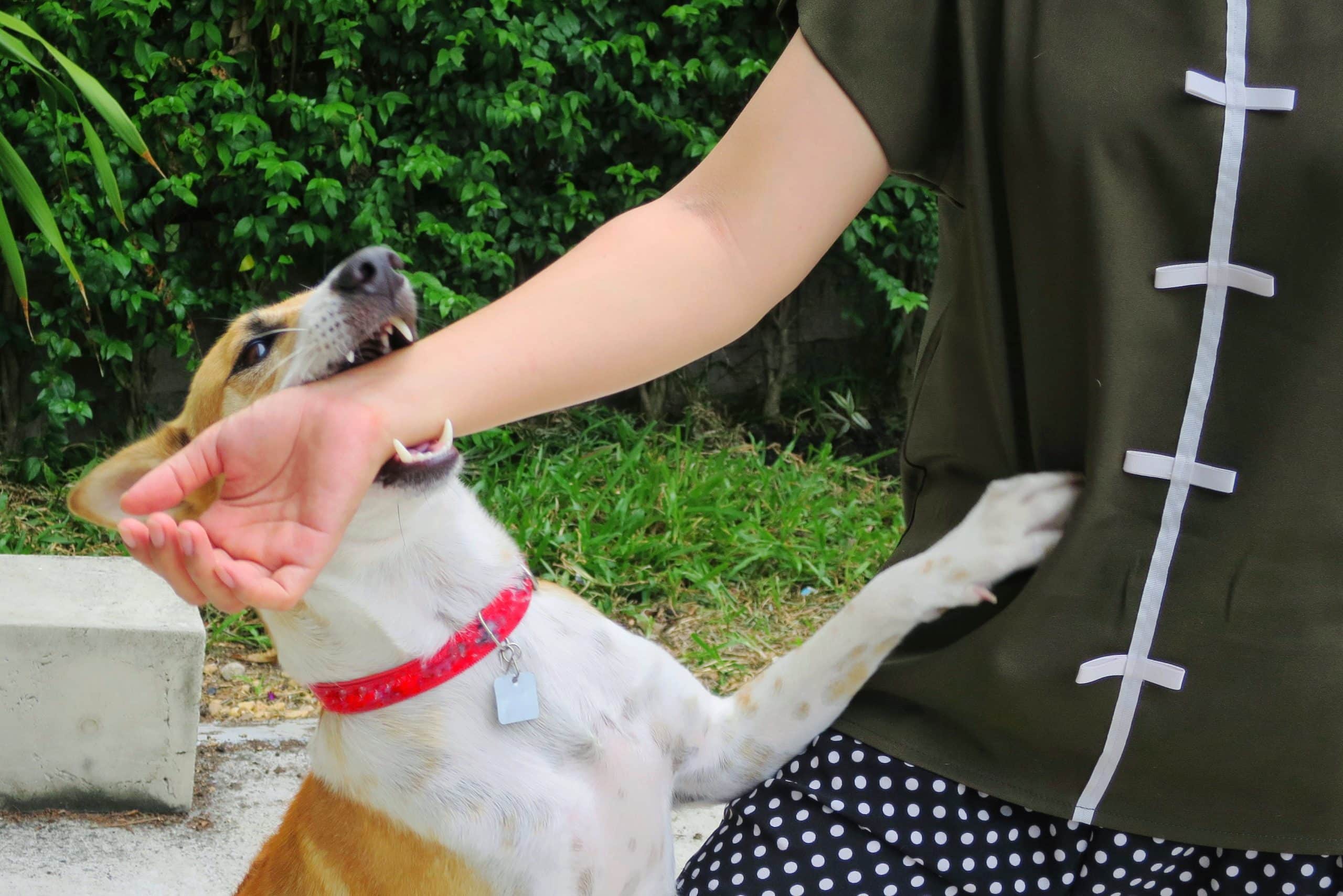 Rabies Vaccination
