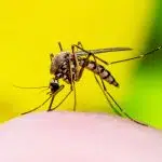 yellow fever clinic
