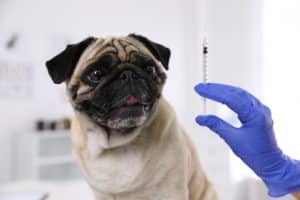 Rabies Vaccination in Northampton