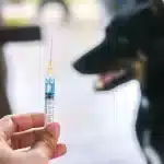 rabies vaccination in Streatham