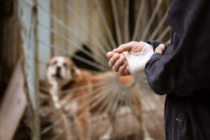 Dog scratch first aid tips for minimizing the risk of rabies
