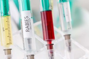 Guide to identifying rabies symptoms