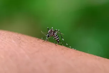 What causes chikungunya and who is most at risk of infection