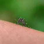 comparison of chikungunya and dengue Fever symptoms and causes