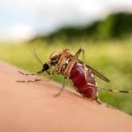 best ways to prevent mosquito borne infections
