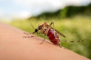 best ways to prevent mosquito borne infections
