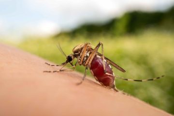 best ways to prevent mosquito borne infections