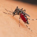 yellow fever vs malaria key differences for travelers