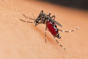 yellow fever vs malaria key differences for travelers