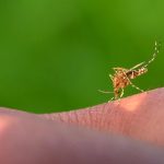 how to prevent chikungunya virus infection