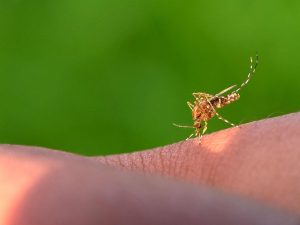 how to prevent chikungunya virus infection