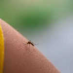 mosquito borne transmission of Japanese encephalitis explained