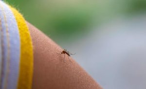 mosquito borne transmission of Japanese encephalitis explained