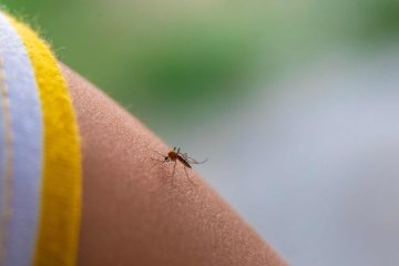 mosquito borne transmission of Japanese encephalitis explained