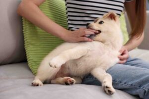 what to do after a dog bite abroad